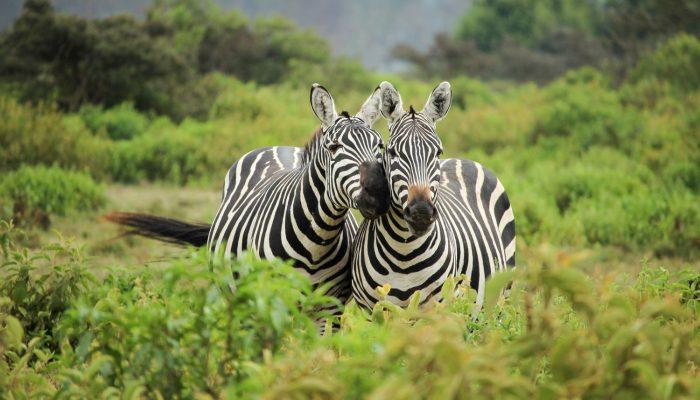 Helping Zebras go back Free